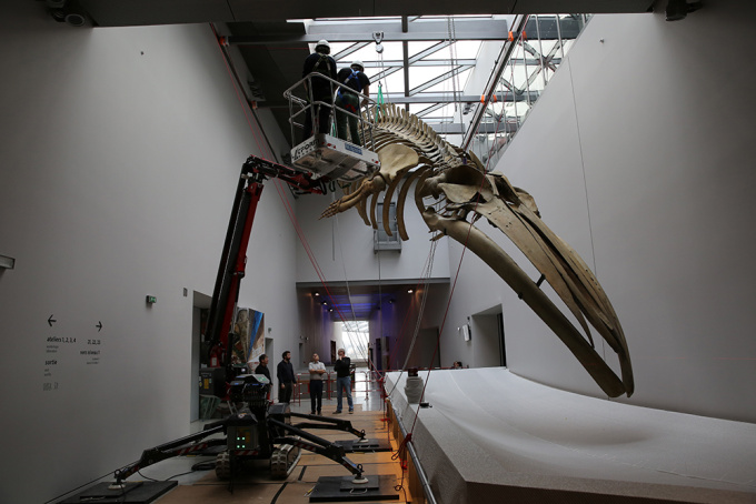 L’installation du squelette de la baleine au musée des Confluences