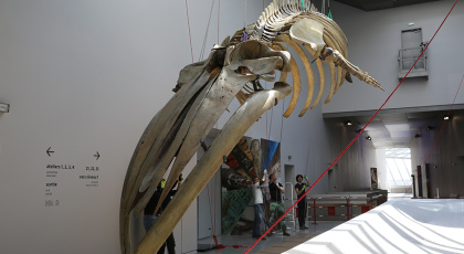 La fameuse baleine de Lyon est de retour, au musée des Confluences