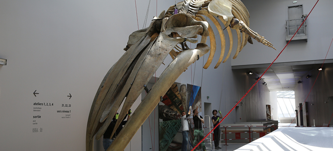 La fameuse baleine de Lyon est de retour, au musée des Confluences